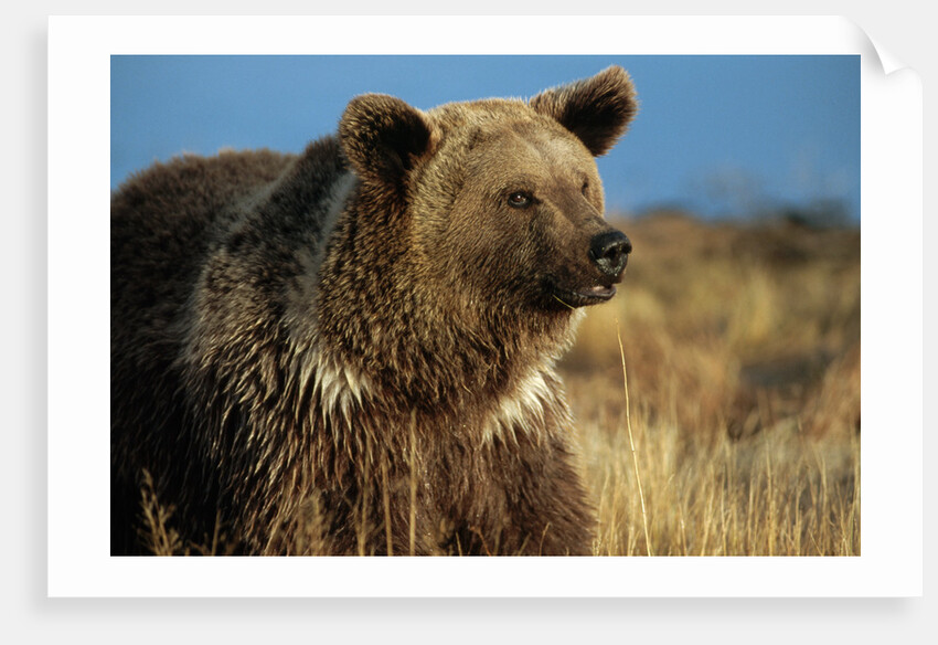Grizzly Bear near Lake by Anonymous