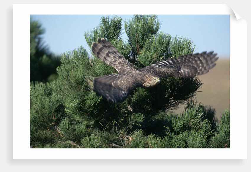 Young Northern Goshawk Flying from Ponderosa Pine by Anonymous