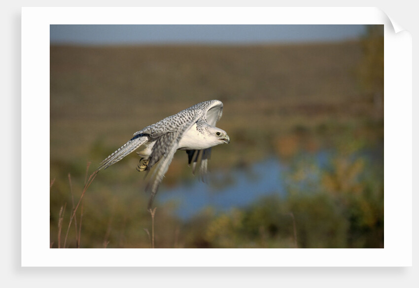 Gyrfalcon in Flight by Anonymous