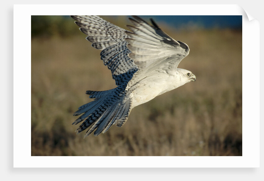 Gyrfalcon in Flight by Anonymous