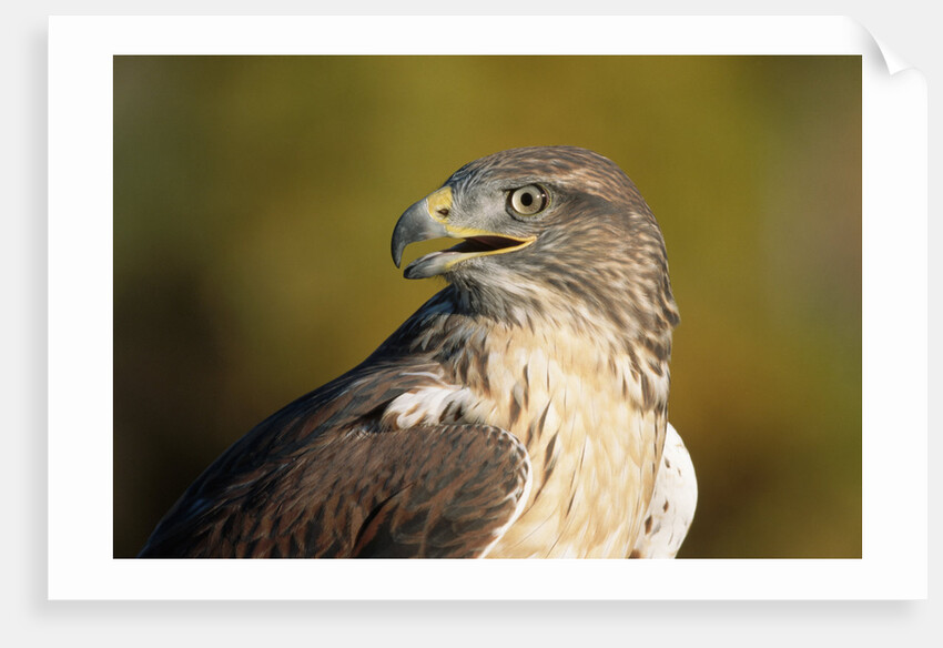 Close-up of Ferruginous Hawk by Anonymous