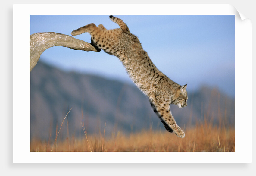 Bobcat Jumping from Branch by Anonymous