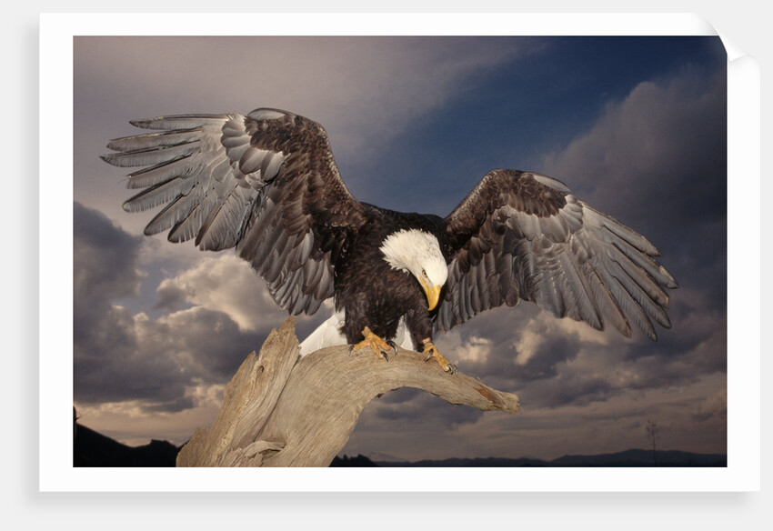 Bald Eagle Landing on Snag by Anonymous