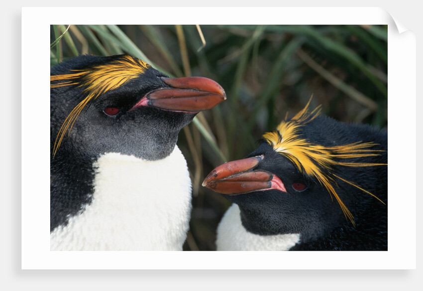 Pair of Nesting Macaroni Penguins by Anonymous