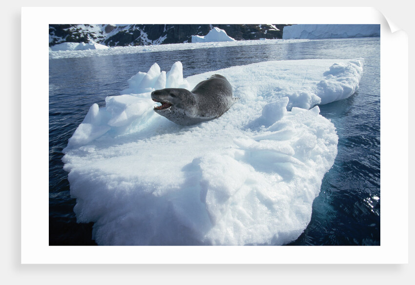 Leopard Seal on an Iceberg by Anonymous
