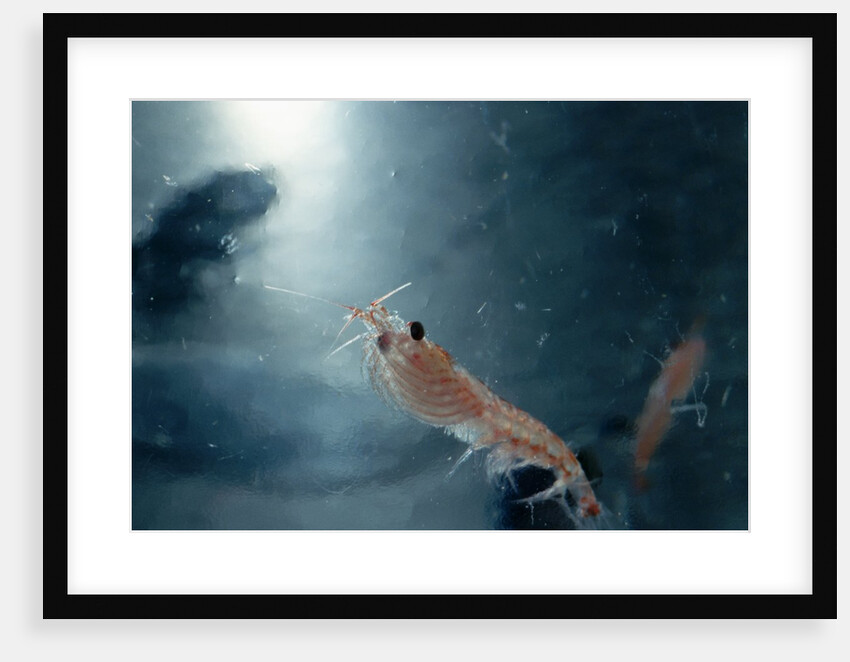 Frozen Antarctic Krill by Anonymous