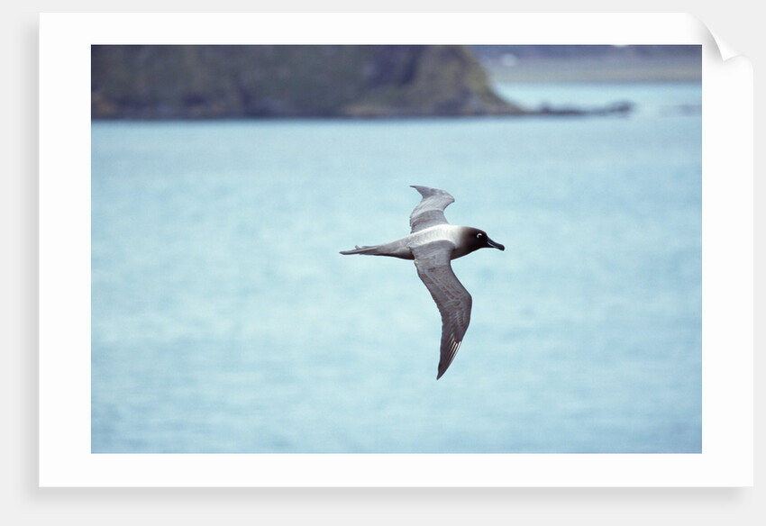 Light Mantled Sooty Albatross in Flight by Anonymous