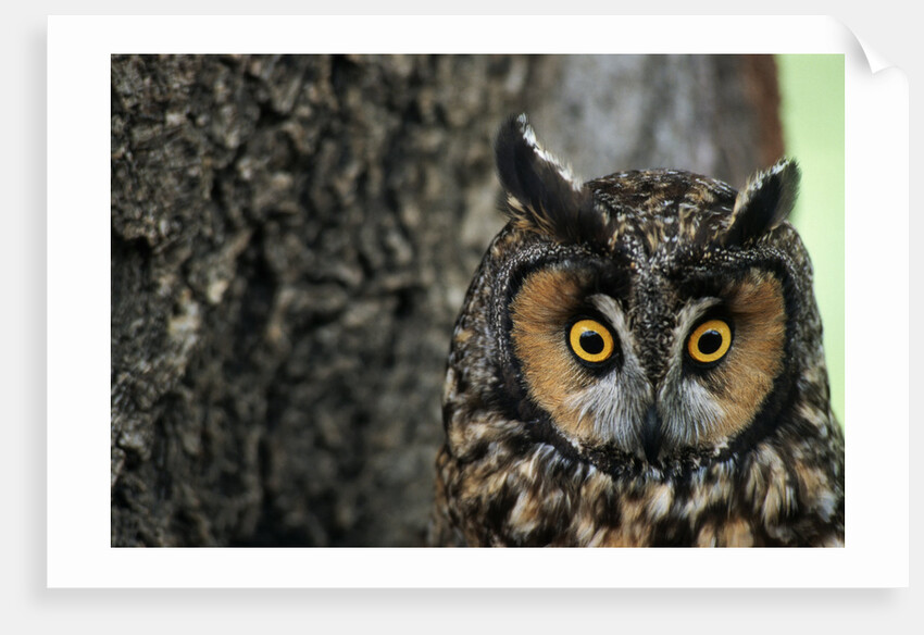 Long-eared Owl with Suprised Expression by Anonymous