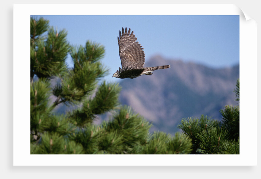 Juvenile Goshawk in Flight by Anonymous