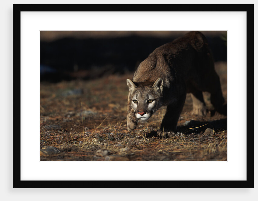 Mountain Lion Hunting by Anonymous