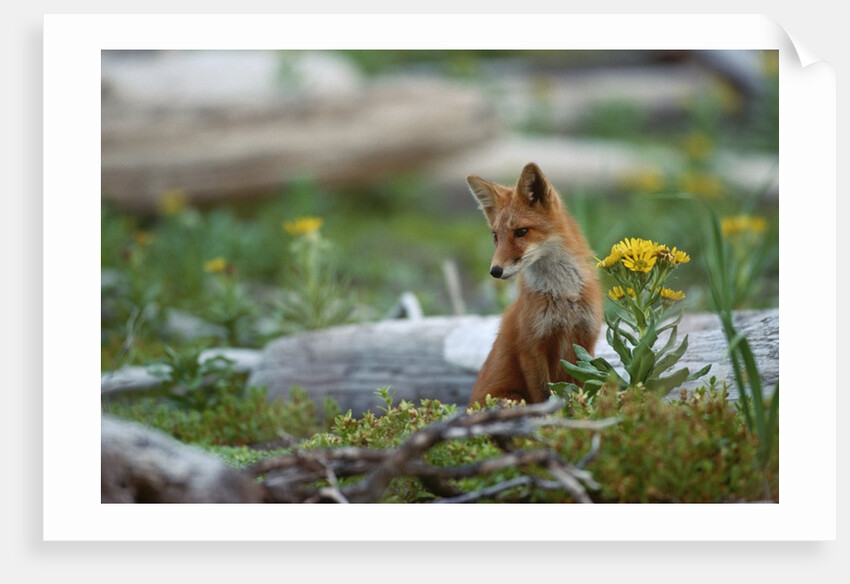 Red Fox and Beach Arnica by Anonymous