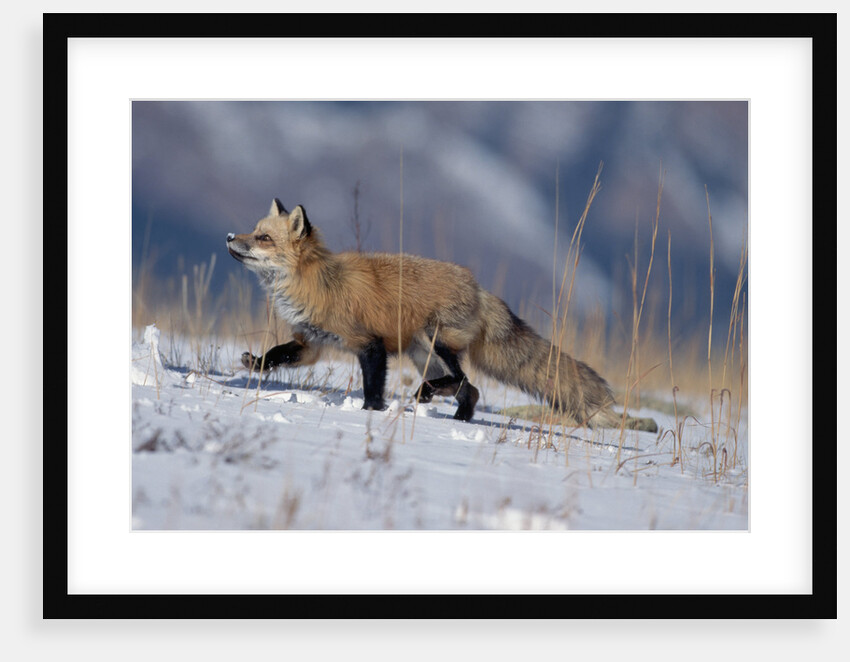Red Fox Running in Snowy Meadow by Anonymous