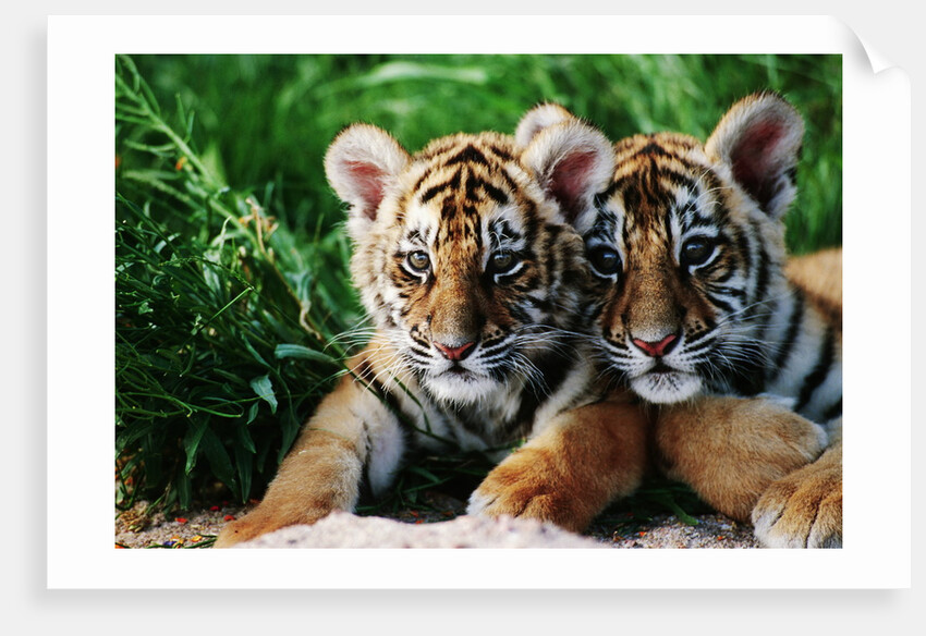 Two Siberian Tiger Cubs by Anonymous