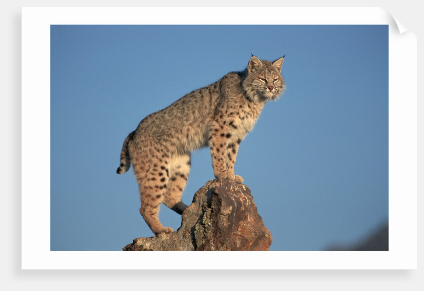 Bobcat Perched on Rocky Outcrop by Anonymous