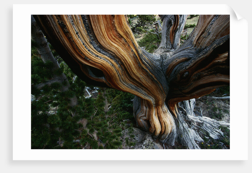 Close-up of Trunk of Bristlecone Pine Tree by Anonymous