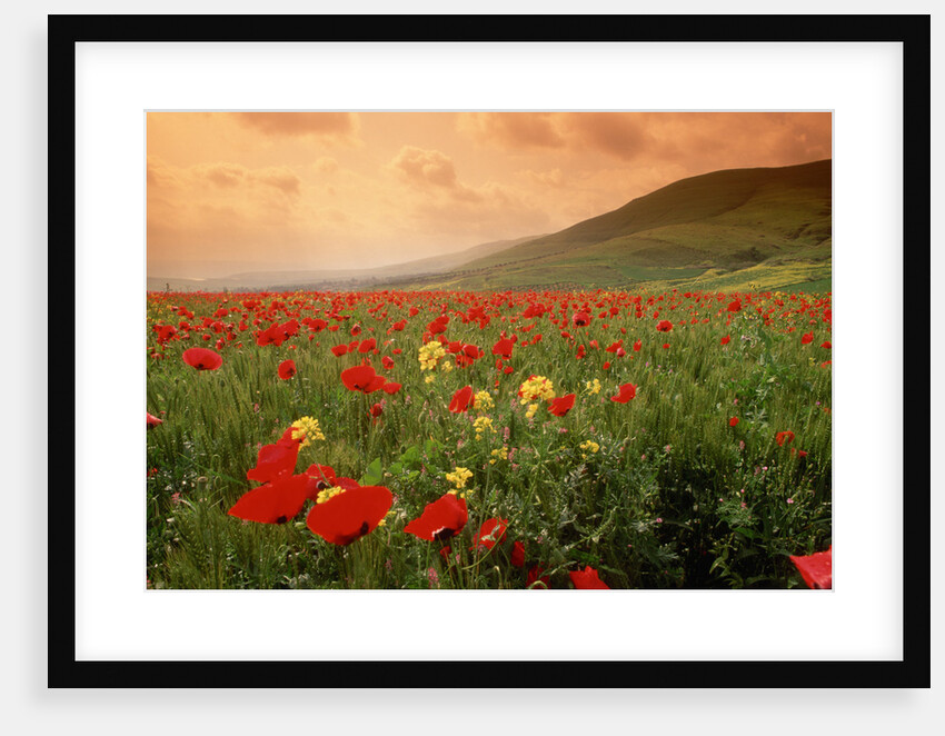 Field of Blooming Poppies by Anonymous