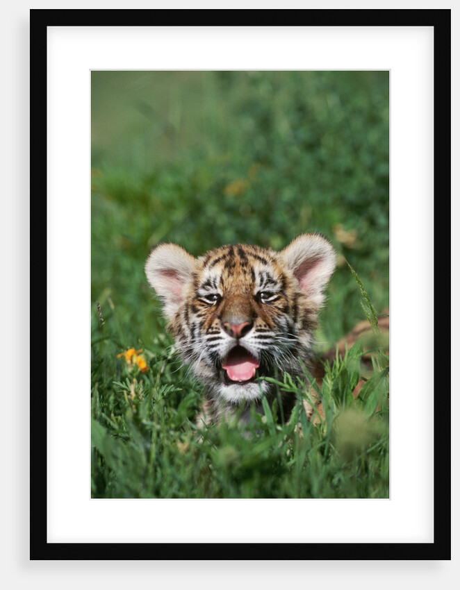 Siberian Tiger Cub by Anonymous