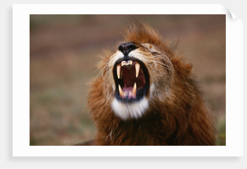 Lion Roaring by Anonymous