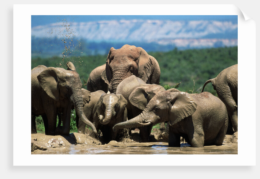 Elephant Herd at a Water Hole by Anonymous