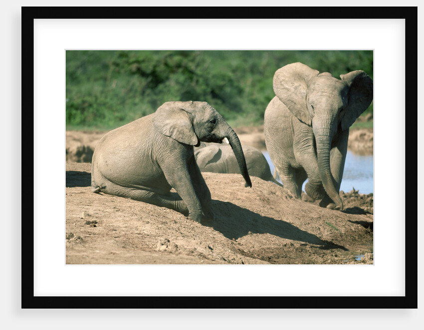 Elephants near a Water Hole by Anonymous