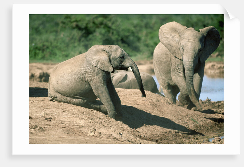 Elephants near a Water Hole by Corbis