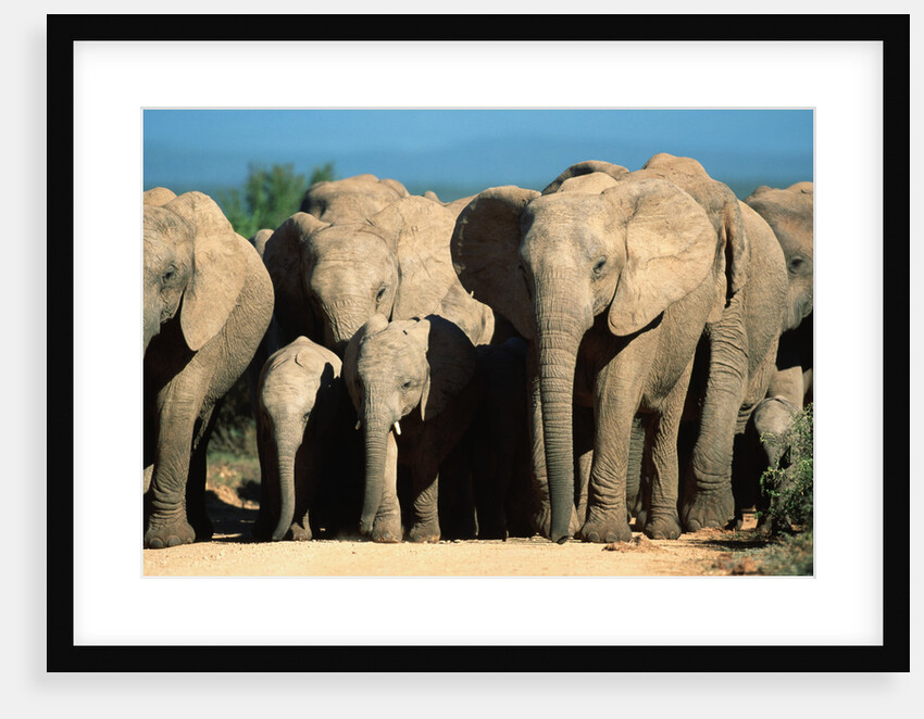 Elephant Herd on a Dirt Road by Anonymous