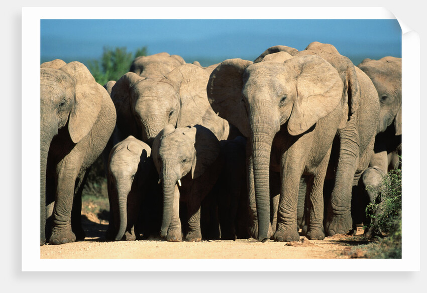 Elephant Herd on a Dirt Road by Anonymous