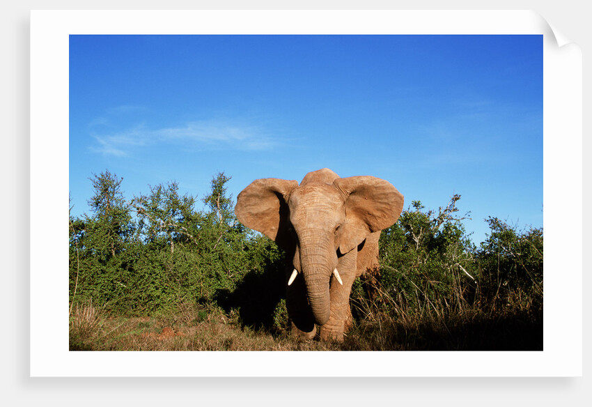 Angry Elephant Emerging from the Forest by Anonymous