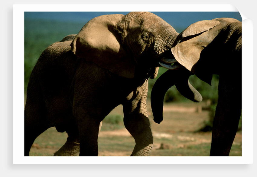 Elephants near a Water Hole by Anonymous