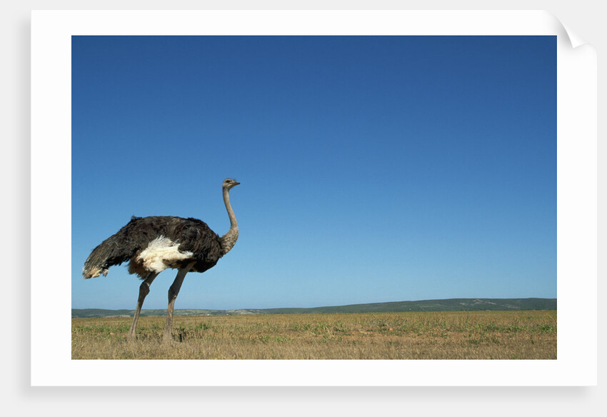 Ostrich in a Pasture by Anonymous