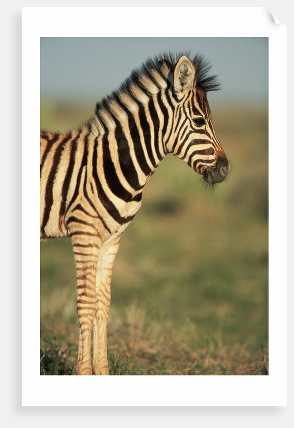 Plains Zebra at Sunset by Anonymous
