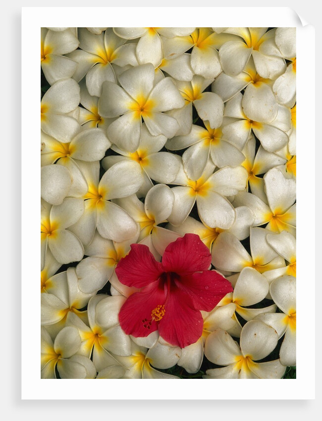 Hibiscus and Plumeria Blooms by Anonymous