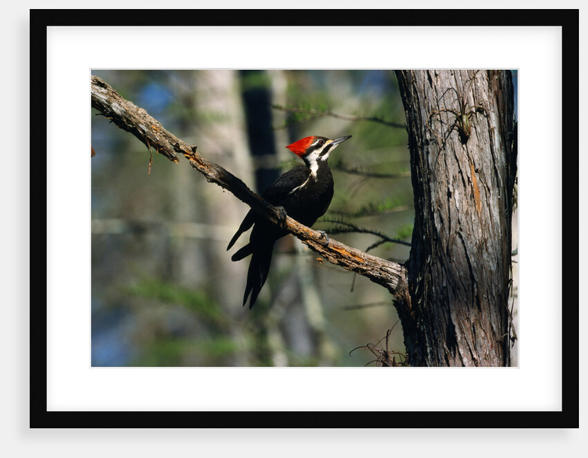 Pileated Woodpecker on Cypress Tree Branch by Anonymous