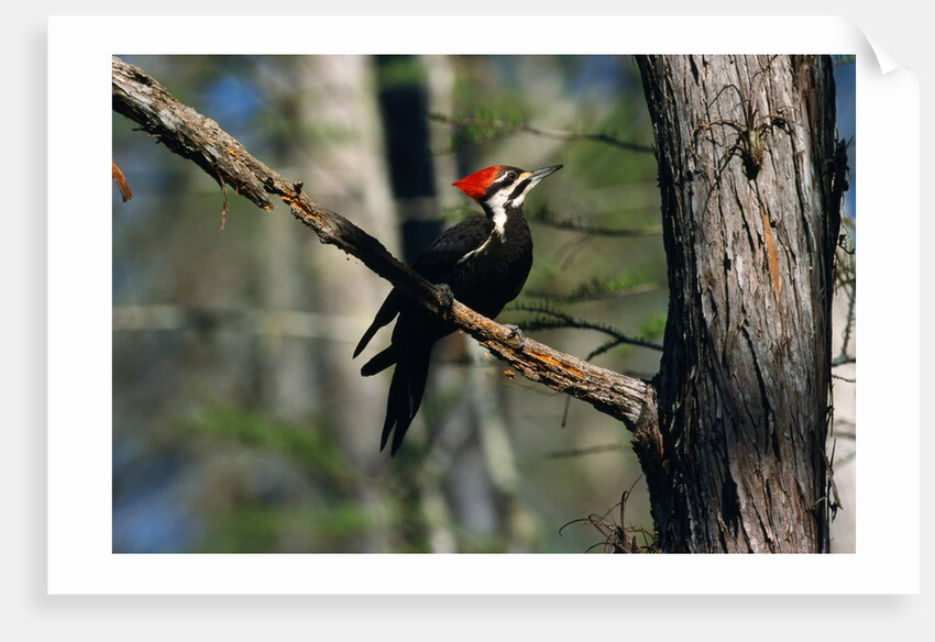 Pileated Woodpecker on Cypress Tree Branch by Anonymous