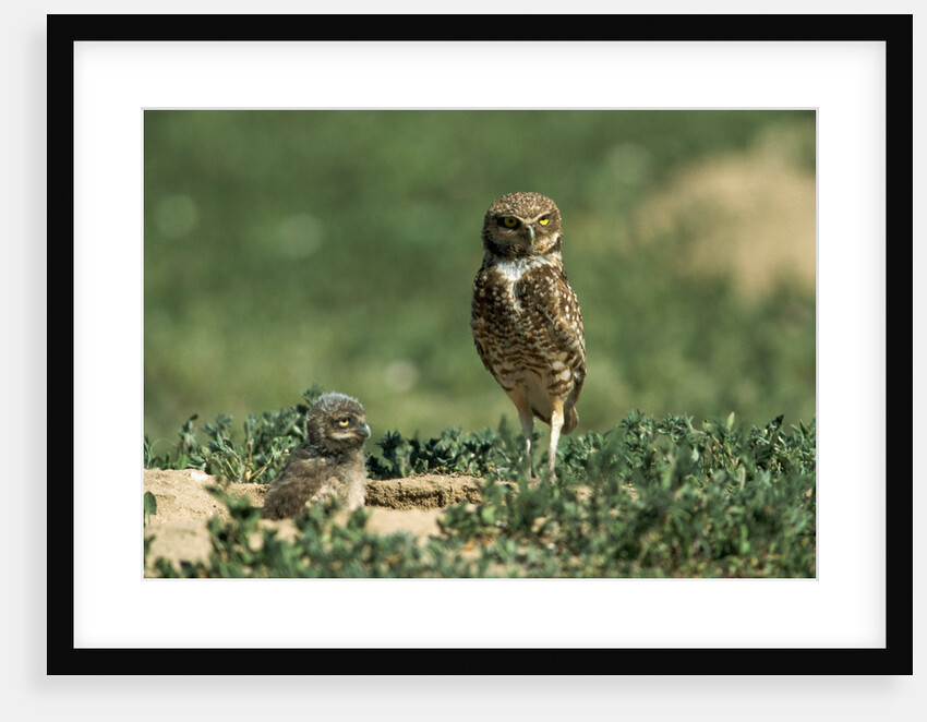Female Burrowing Owl with 2-week-old Chicks by Anonymous