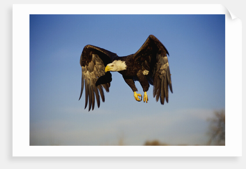 Bald Eagle in Flight by Anonymous