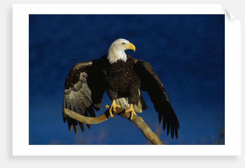 Bald Eagle Landing on a Snag by Anonymous
