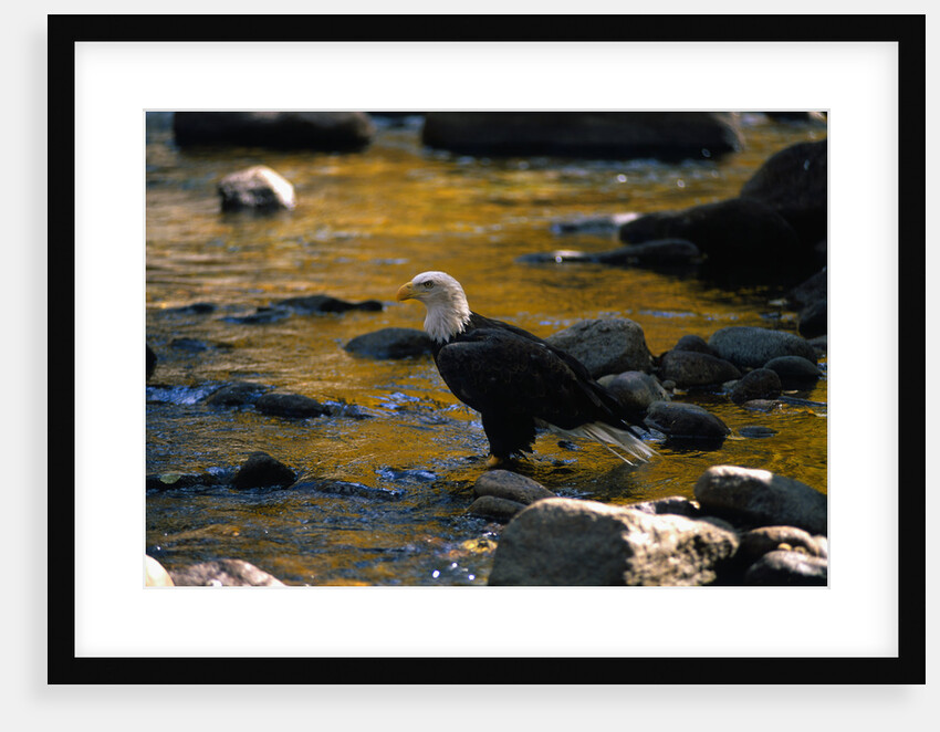 Bald Eagle Waits on a Rock in the Platte River by Anonymous