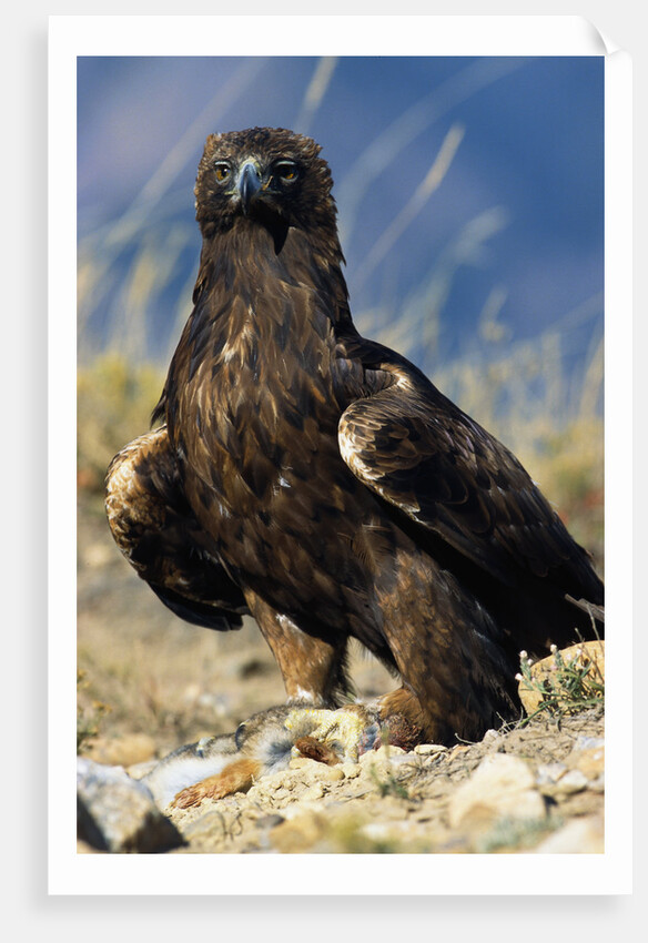 Golden Eagle Clutching Rabbit Kill by Anonymous