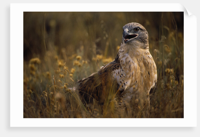 Ferruginous Hawk in Prairie Grass by Anonymous