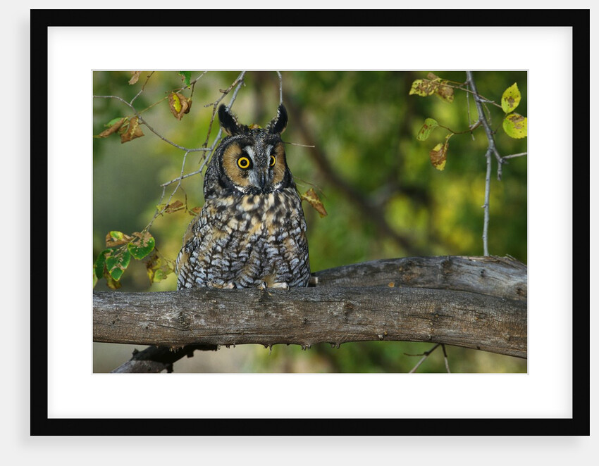 Long-Eared Owl Perched on Tree Branch by Anonymous