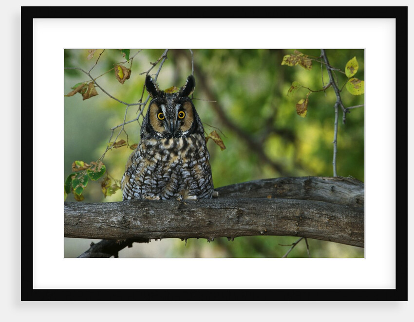Long-Eared Owl Perched on Tree Branch by Anonymous