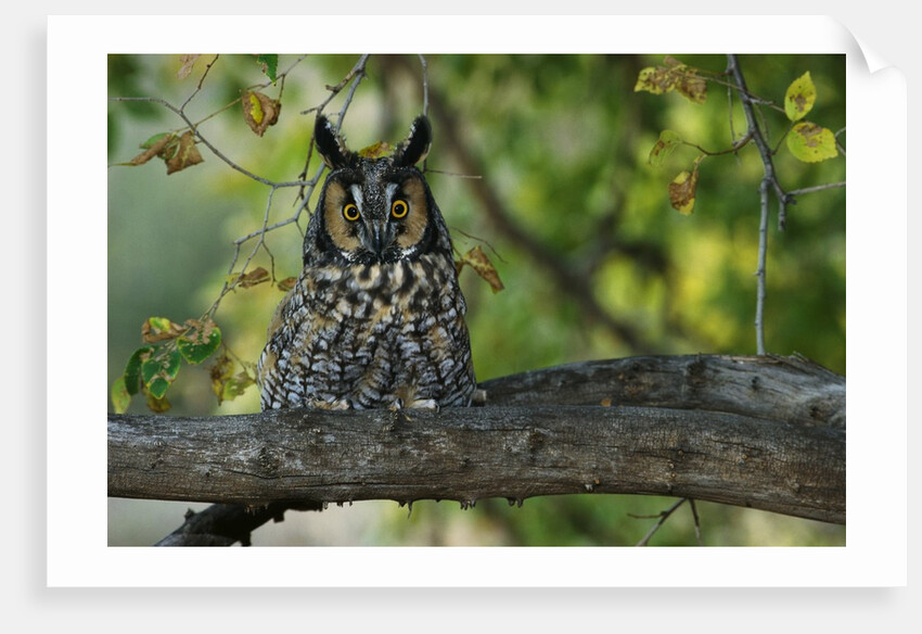 Long-Eared Owl Perched on Tree Branch by Anonymous