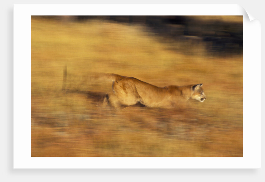 Cougar Chasing Prey Through a Field by Anonymous