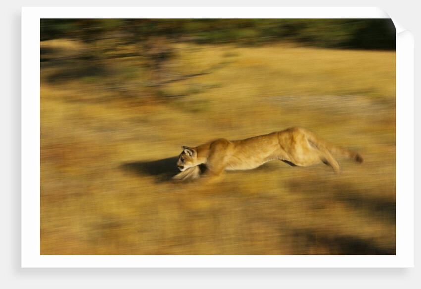 Cougar Chasing Prey Through a Field by Anonymous