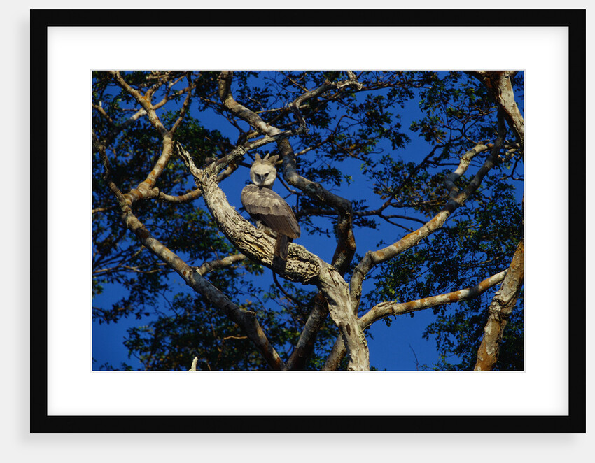 Young Harpy Eagle Perched in Tree by Anonymous