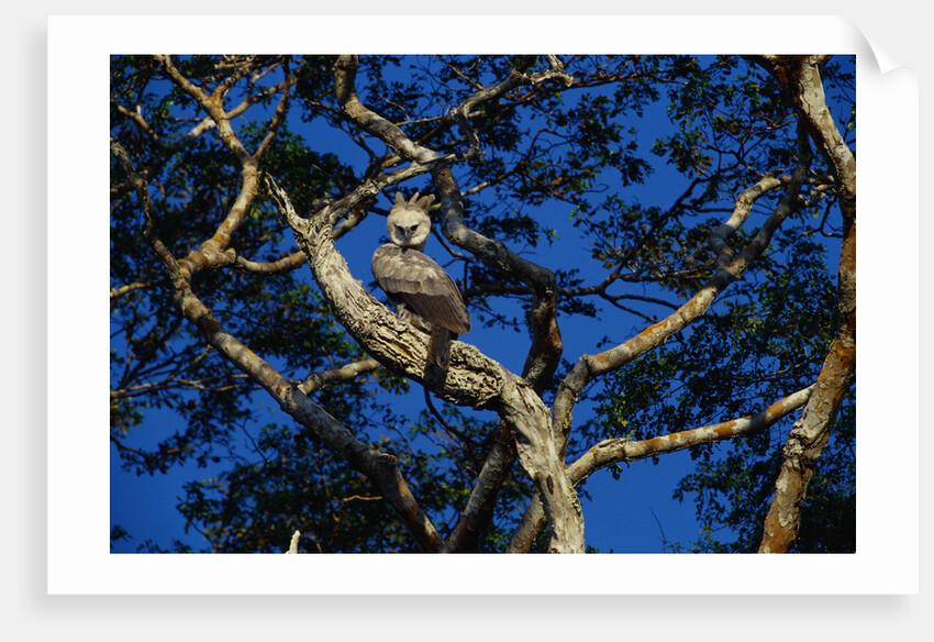 Young Harpy Eagle Perched in Tree by Anonymous