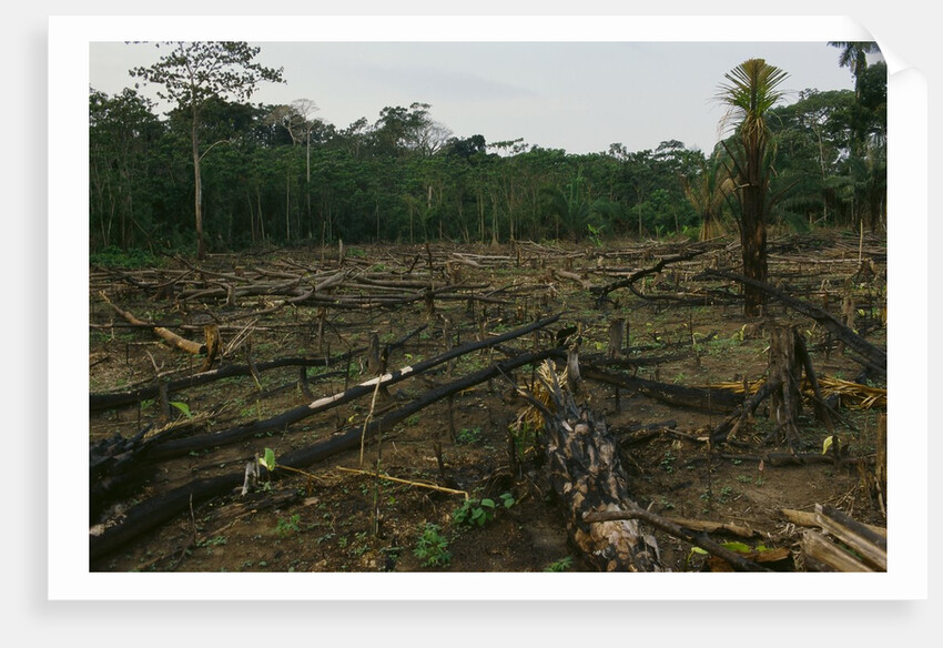 Slash and Burn Agriculture in Peru by Anonymous