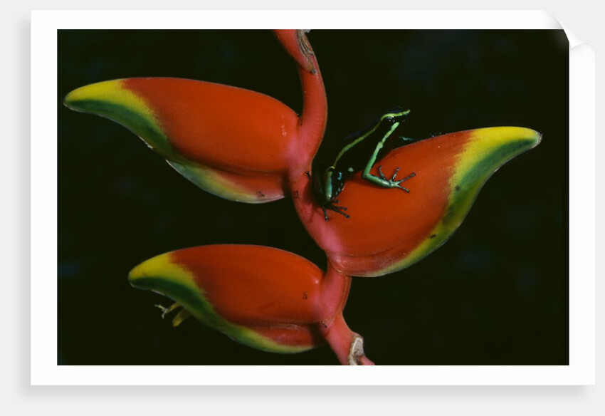 Poison Dart Frog on Haliconia Flower by Anonymous