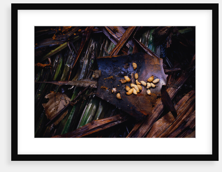 Edible Grubs are a Korowai Delicacy by Anonymous